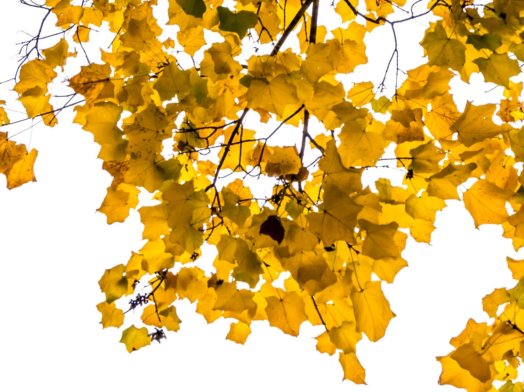 Gold Leaf, autumn on white, by Bryan Korth