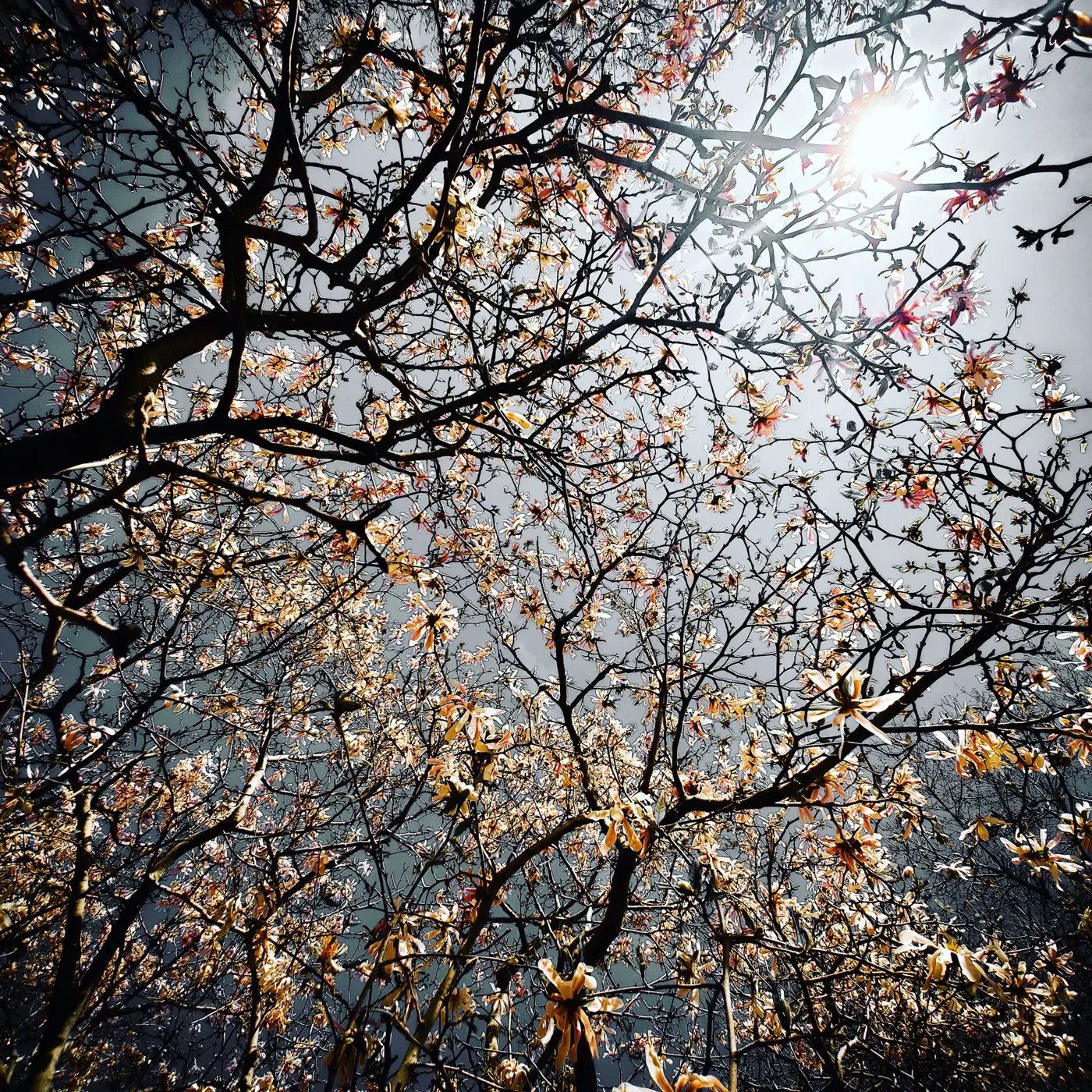 Canopy, straight up, by Bryan Korth