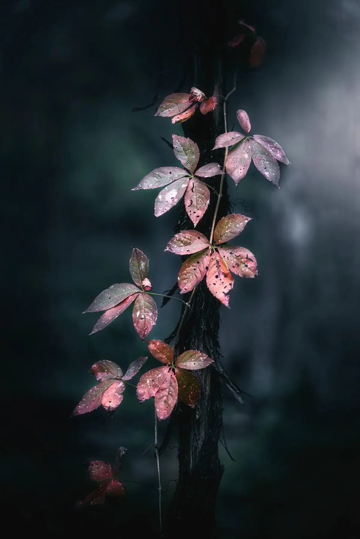 Creeper, rain on the vine, by Bryan Korth